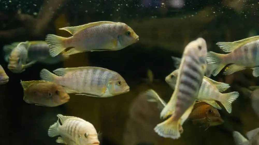 (RU) Ученые выяснили, что рыбы бьют своих мальков за безделье