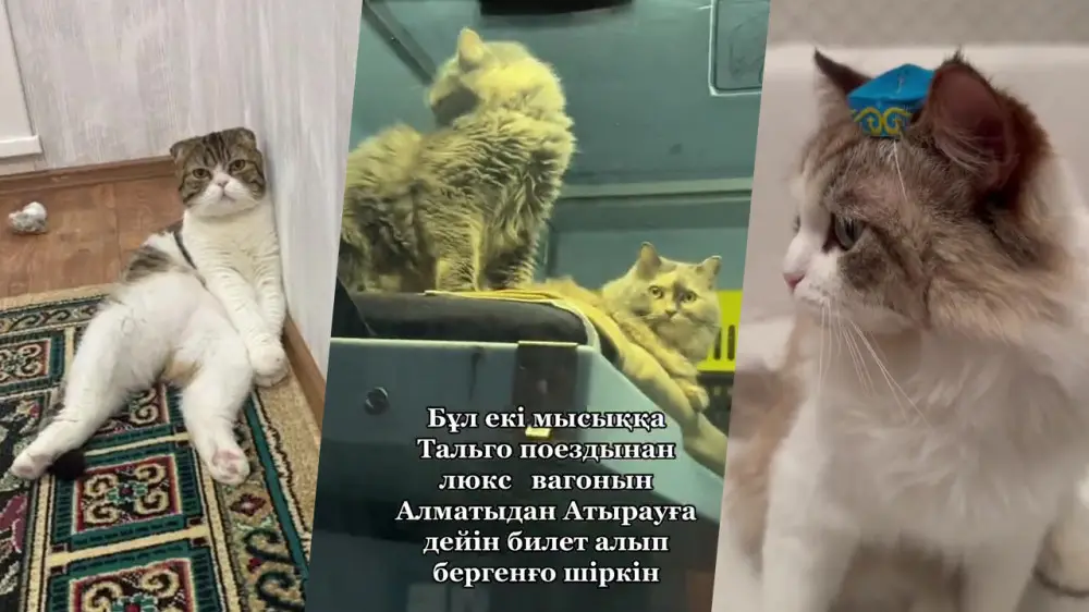 (RU) 6 казахстанских кошек, завоевавших сердца пользователей сети