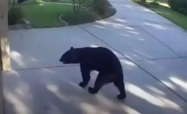 «Кокаиновых медведей» разрешили отстреливать в одном из штатов Америки