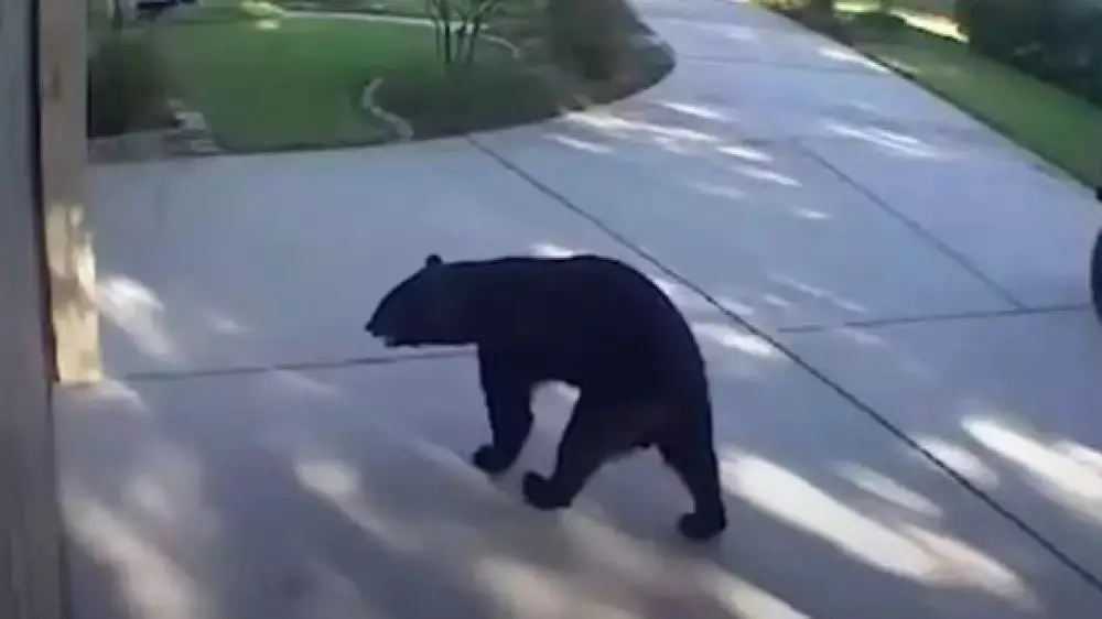 (RU) “Кокаиновых медведей” разрешили отстреливать в одном из штатов Америки