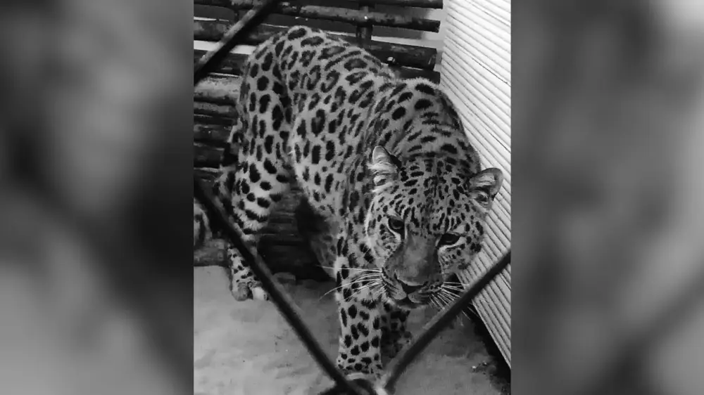 (RU) Краснокнижный леопард умер в биологическом центре Семея