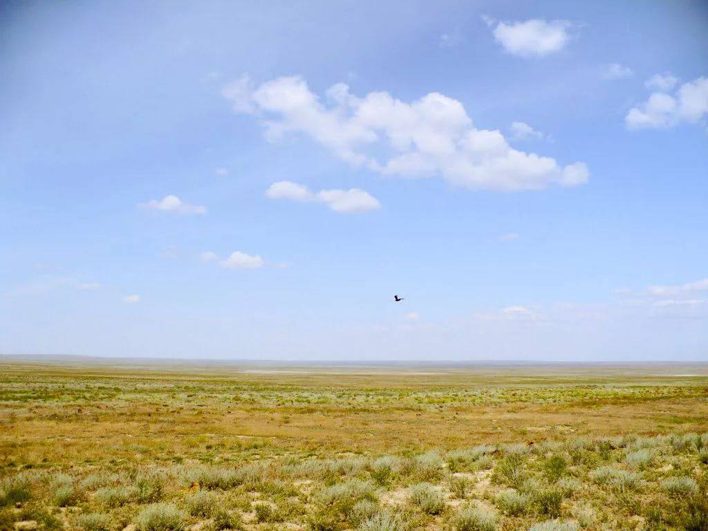 В области Абай неиспользуемые сельскохозяйственные земли досрочно возвращены в государственную собственность